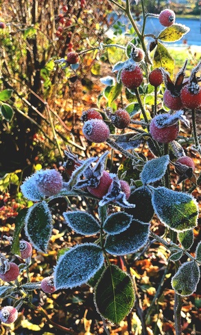 frost, sunshine and rosehips Delta, BC