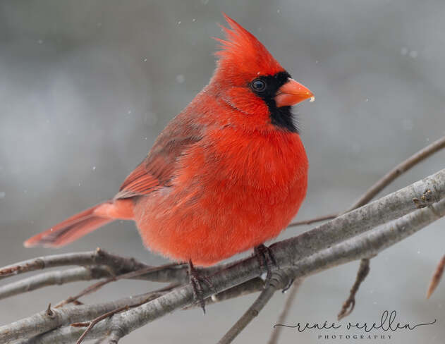 Red cardinal Chatham, ON