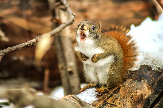 Screaming red squirrel Ottawa, Ontario, CA