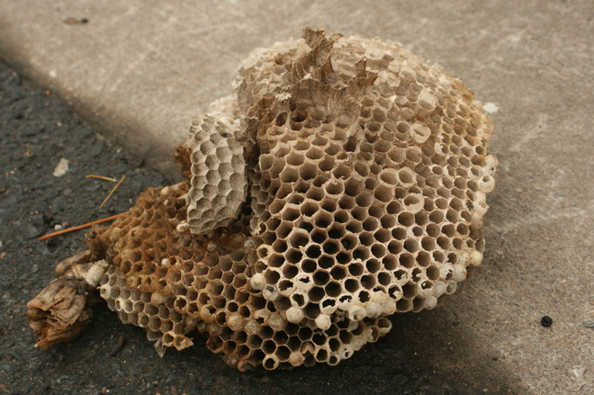 hornet / wasp nest finally fell out of the tree! Very windy day today. Halifax, Nova Scotia, CA