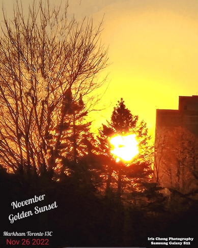 Nov 26 2022 13C Gorgeous golden sunset - Saturday in Markham Markham, ON