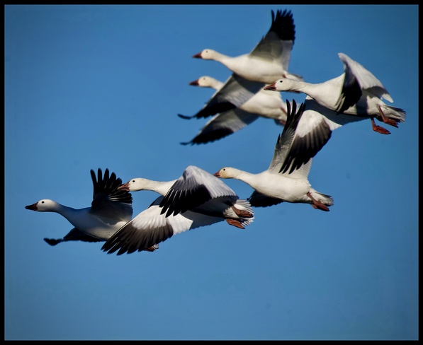 Snow Geese Migration Ottawa, ON