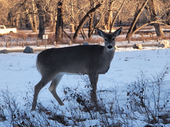 Deer at Fish Creek Park Fish Creek Provincial Park, AB