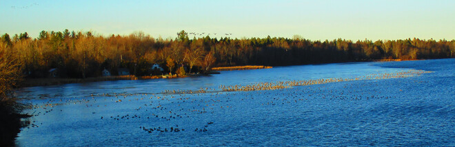 Geese In Rideau River Near RR Provincial Park 7782 Merlyn Wilson Rd, Kemptville, ON K0G 1J0, Canada