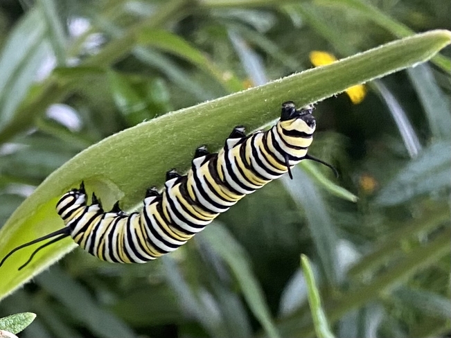 Caterpillar Selby, Ontario, CA