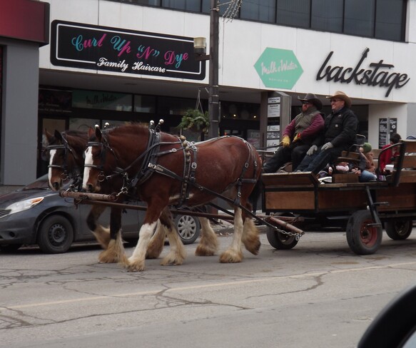 HORSES in the DOWNTOWN AREA Thunder Bay, ON