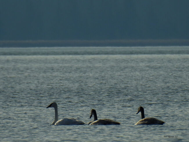 Trumpeter Swans in our area Renfrew County, ON