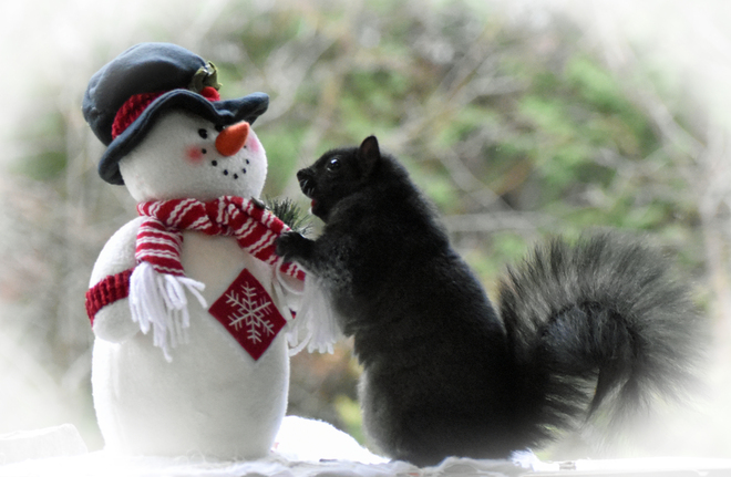 Squirrel builds a snowman. Cobourg, ON
