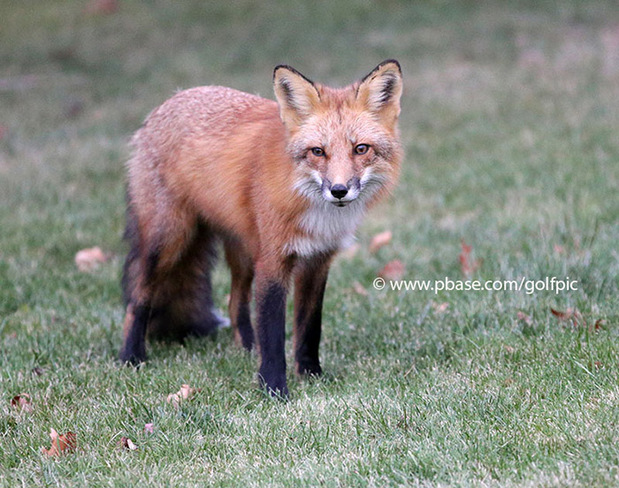 This is a healthy looking fox Ottawa, ON