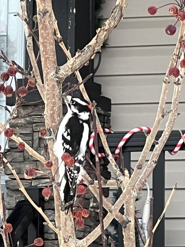 Hairy woodpecker Leduc, Alberta, CA