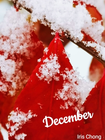 Dec 1 2022 Welcome December! Thornhill Thornhill, ON