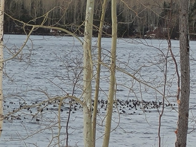 Loons in Exploits River at Sandy Point Norris Arm, NL