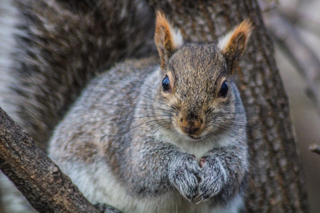 Grey squirrel Ottawa, Ontario, CA