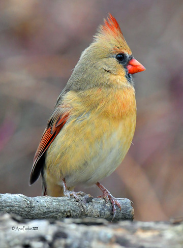 Northern Cardinal female Scarborough, Toronto, ON