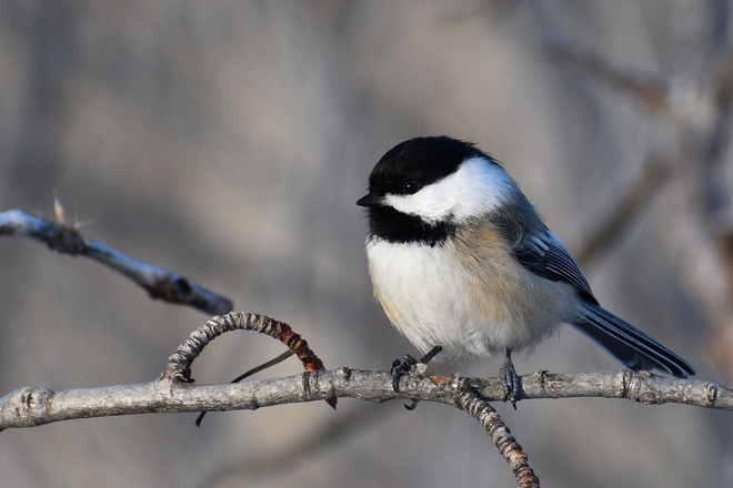 A Chilly Chickadee Thunder Bay, ON