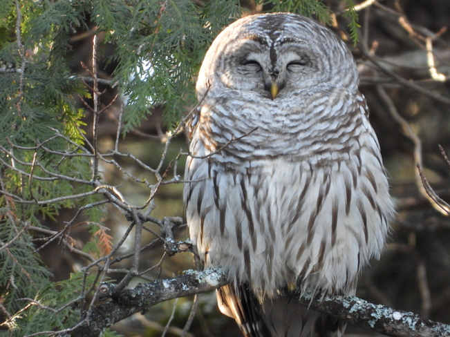 Barred Owl Rimington, Ontario, CA