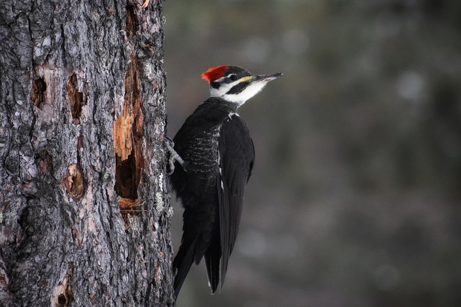 Pileated Woodpecker Thunder Bay, ON