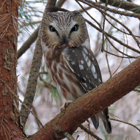 Return Visit of Northern Saw-whet Owl Whitby, ON