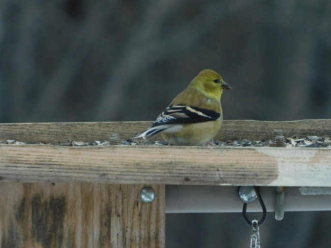 American Goldfinch Englehart, ON