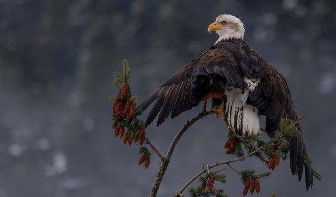 Bald Eagle Chilliwack, BC
