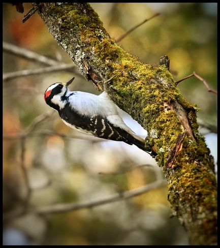 Hairy Woodpecker Orléans, Gloucester, Ottawa, ON