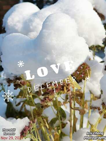 Dec 8 2022 Love in December - Heart-shaped White snow - Thornhill Iris Chong. Thornhill, Vaughan, ON