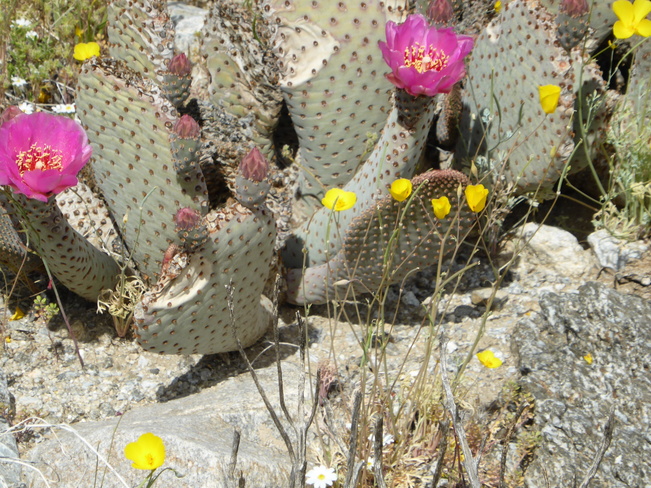 Desert Blooms Palm Springs, CA, USA