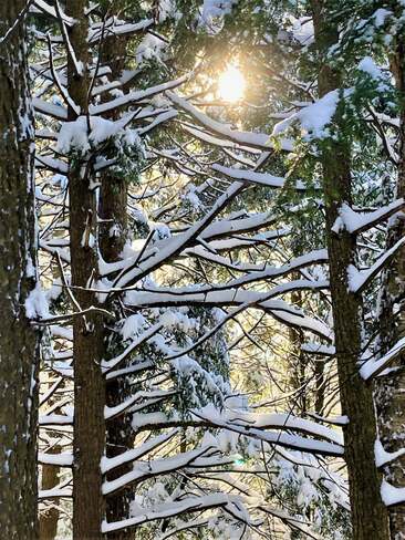 La neige dans les branches... Mascouche, QC