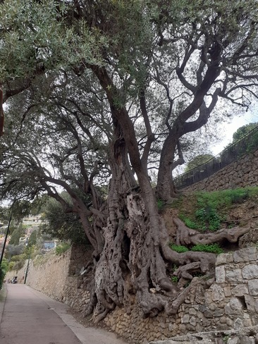 olivier de 2000 ans Roquebrune-Cap-Martin, PAC