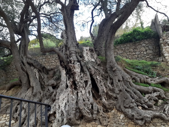 2000 ans d'age olivier Roquebrune-Cap-Martin, PAC