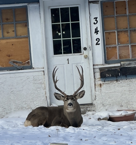 Guard Deer Medicine Hat, Alberta, CA