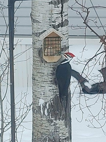 Pileated Woodpecker Ste Anne, MB