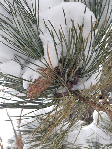 Pinecone in the Snow Kitchener, ON