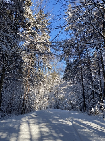 SNOW COVERED TREES Presqu'Ile Point, Ontario, CA