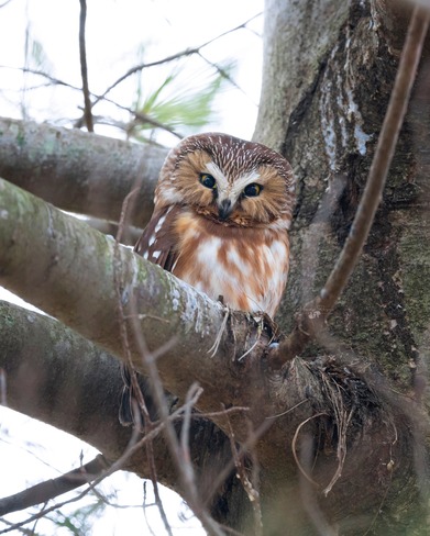 Saw Whet owl being pestered by Chickadees Toronto, ON