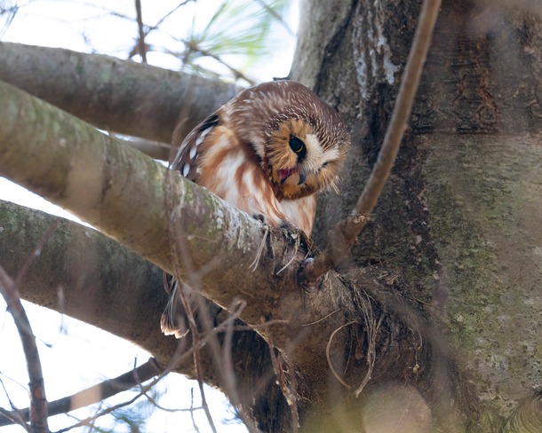 Saw Whet owl being pestered by Chickadees Toronto, ON