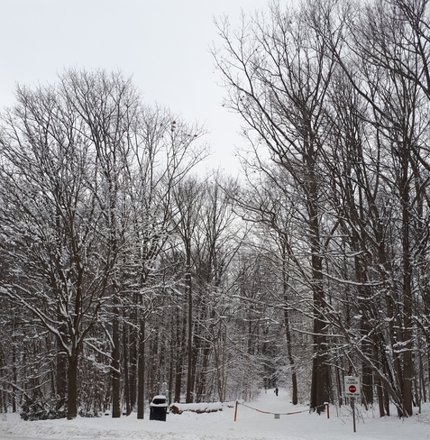 snowy walk Hespeler, ON