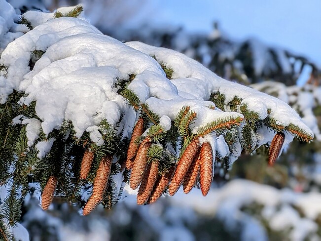 snow covered pine cones Thornhill, ON