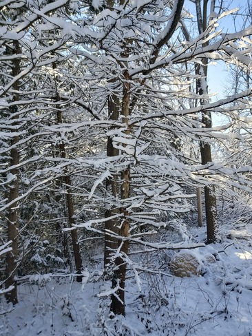 Trees in snow Aurora, ON