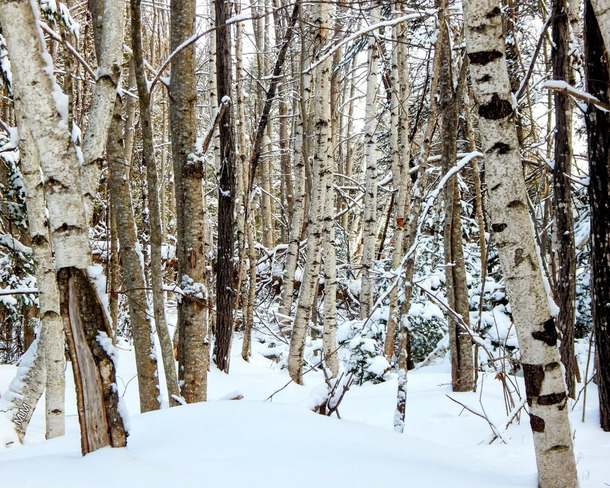 Snow-covered woods Waasis, NB