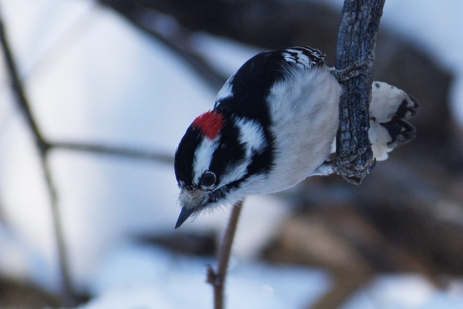 Downy Woodpecker (male) Thunder Bay, ON