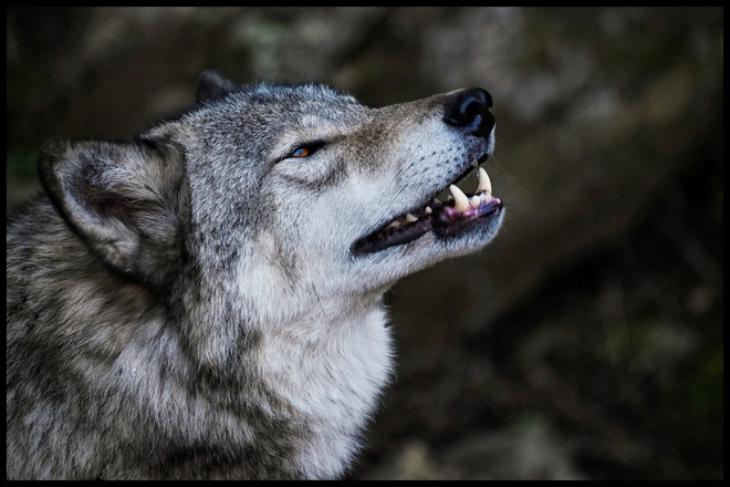 Grey Wolf Ottawa, Ontario, CA