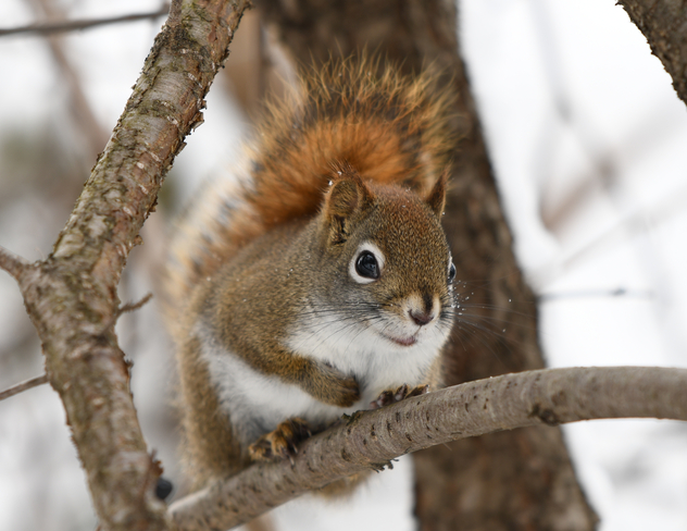 Squirrel Ottawa, ON