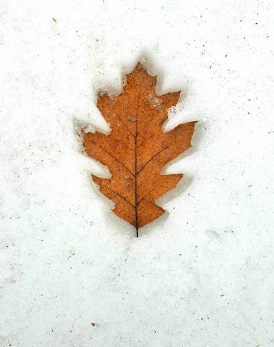 Winter Oak Leaf impression Uptergrove, ON