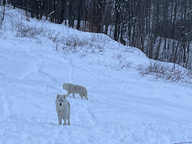Arctic Wolves Montebello, Quebec, CA