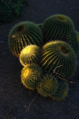 goldies at sunset Tucson, AZ, USA