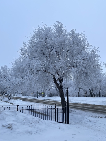 Beautiful frosty days Assiniboia, Saskatchewan, CA