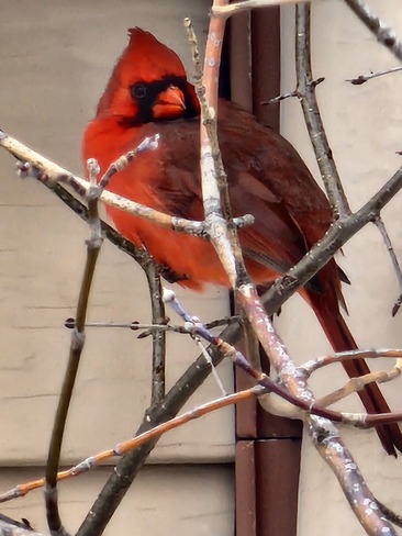 cardinal bird Gatineau, QC