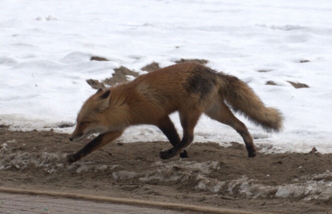 Lakeview Beach, Oshawa foxes alive and thriving Port Oshawa, Ont.