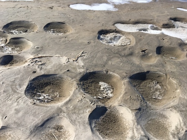 What are these? Wasaga Beach, ON